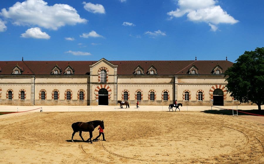 haras national cluny